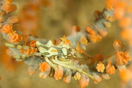 Xeno Crab. by Dennis Champ 
