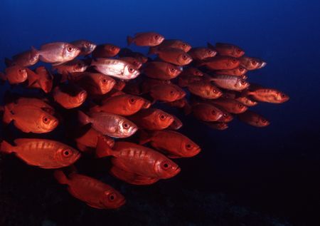 Cresent Tail Big Eye's on Stringer reef at Sodwana Bay by Paul Hunter 