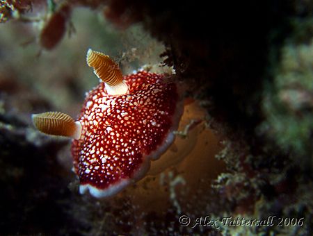 Peekaboo ... strawberry lookalike nudi in Taiwan. Anyone ... by Alex Tattersall 