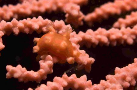 Another shot from the scillies - this time a nudibranch o... by Malcolm Nimmo 