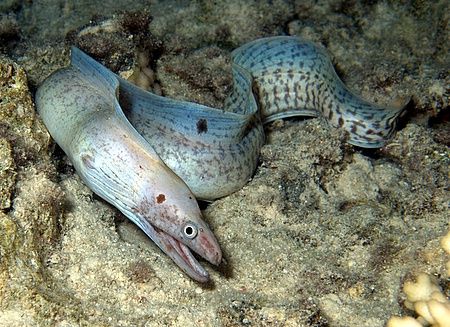 Eel taken at Temple with E300. by Nikki Van Veelen 