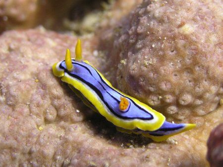 Naudibranch @ Flinders Reef off Morten Island. Shot taken... by Trevor Tame 