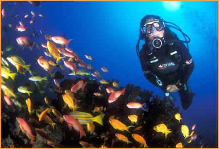 diver with brightly coloured goldies and other fish among... by Fiona Ayerst 