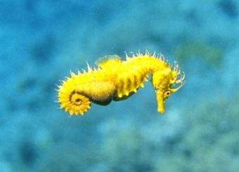Seahorse in the adriatic. by Andy Kutsch 
