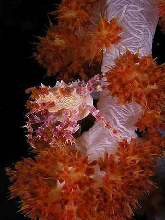 coral crab. Lot of patience by Cipriano Gonzalez 