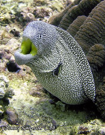 A Starry Moray, also known as a Yellow Mouth Moray (Gymno... by Jonny Simpson-Lee 
