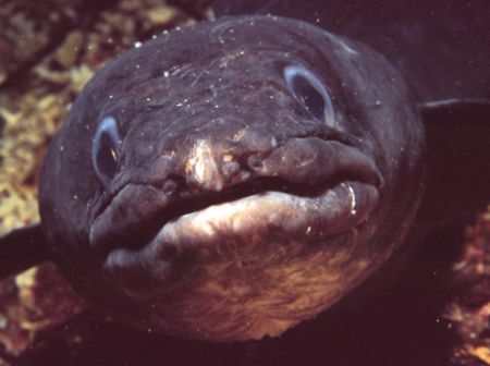Conger Eel in the naturepark Telascica in Croatia. by Andy Kutsch 