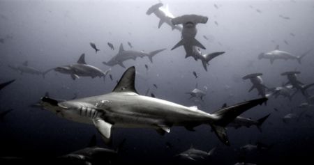 Galapagos 2006. by Chris Wildblood 