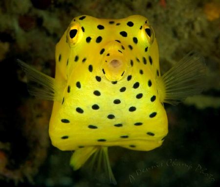 Puerto Galera, Philippines. by Dennis Champ 