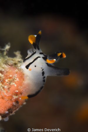 Picture of a picta by James Deverich 