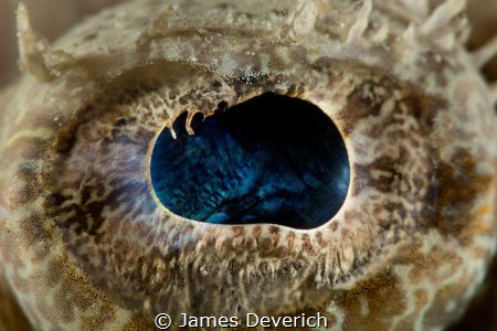 Crocodile fish eye
no crop by James Deverich 