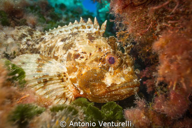 Mediterranean scorpion fish 
(Canon wide angle 14mm,1/16... by Antonio Venturelli 