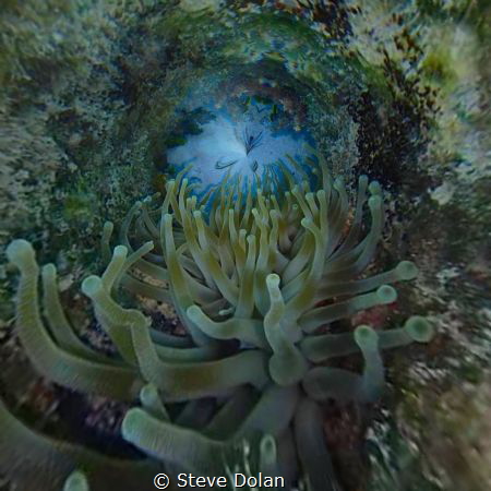 “Endless Anemone” Taken with Olympus TG-4 by Steve Dolan 