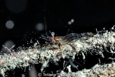 Shrimp by Tetiana Tarasenko 