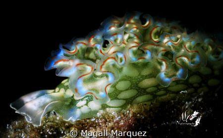 Lettuce sea slug (Elysia crispata)
With Retra snoot 
Ta... by Magali Marquez 