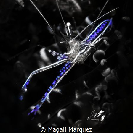 Pederson cleaner Shrimp with Retra snoot 
(Ancylomenes p... by Magali Marquez 