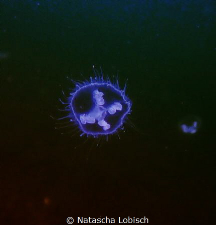 sweet jelly fish by Natascha Lobisch 