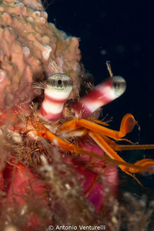 Paguroidea-Hermit Crab close up detail
(Canon 60 mm , 1/... by Antonio Venturelli 