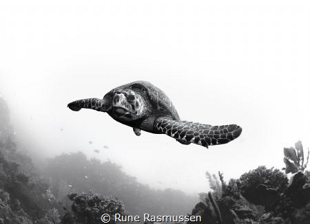 Handsom looking turtle on the north side of roatan honduras by Rune Rasmussen 