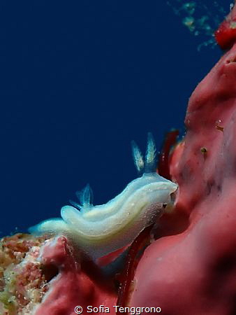 Ceratosoma sp. by Sofia Tenggrono 