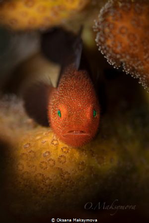Redhead Stylophora Goby (Paragobiodon echinocephalus)   by Oksana Maksymova 