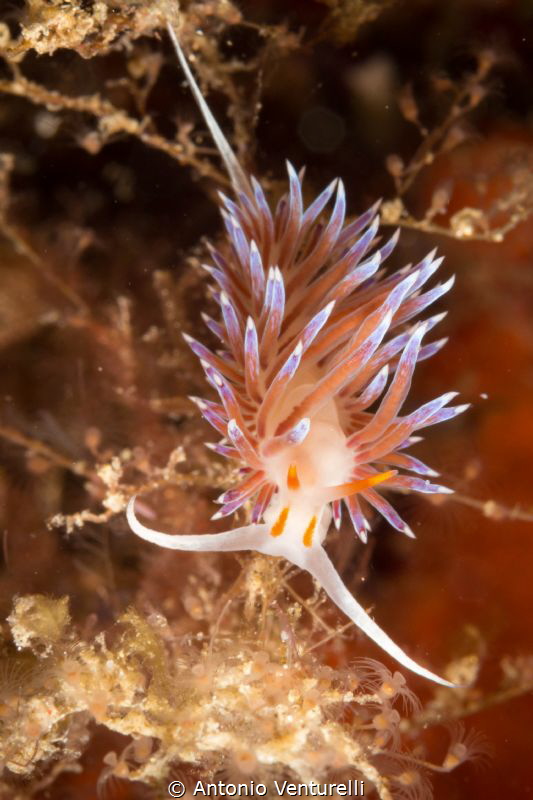 Pilgrim Hervia ( Cratena Peregrina)- La Montagna-Scilla
... by Antonio Venturelli 