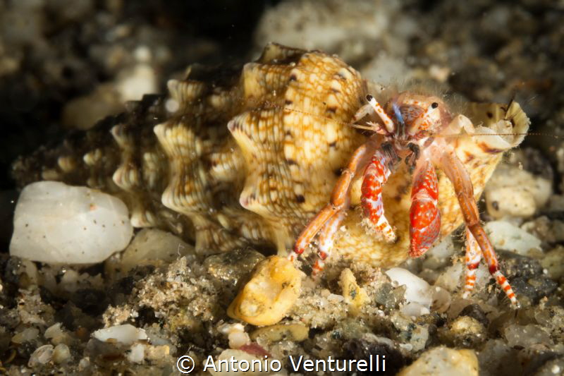 Calcinus tubularis( Paguro tubicolo)close up -Pellaro-Cal... by Antonio Venturelli 