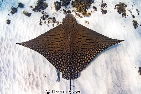 The critically endangered Ornate Eagle Ray makes an appea... by Naomi Rose 