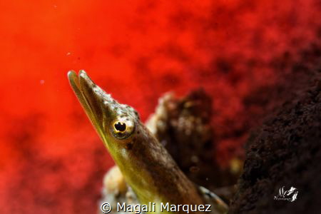 🔥🔥On fire🔥
Yellowface Pike Blenny
Nikon D7200 
Sea&... by Magali Marquez 