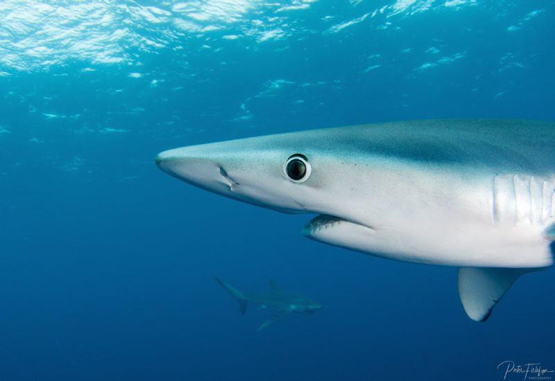 Blue sharks by Pieter Firlefyn 