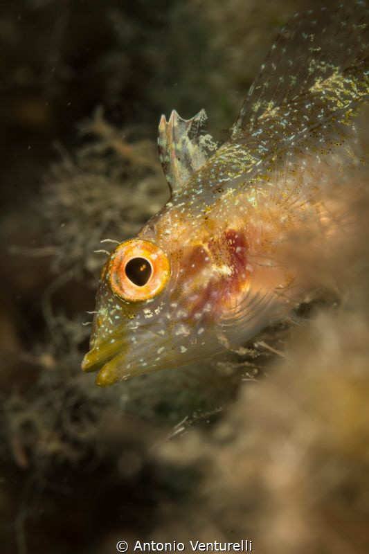 Black faced blenny ( Tripterygion delaisi) 
(Canon macro... by Antonio Venturelli 