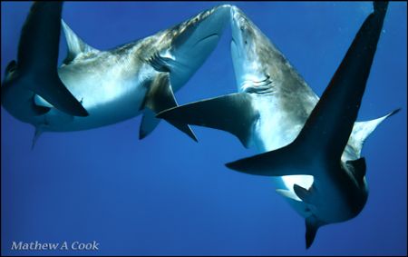 Galapagos Love. I'm honestly not sure exactly what these ... by Mathew Cook 