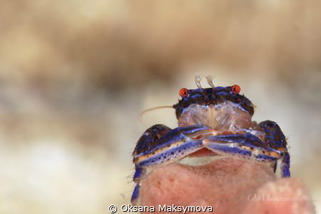 Barrel Sponge Porcelain Crab (Aliaporcellana spongicola) by Oksana Maksymova 