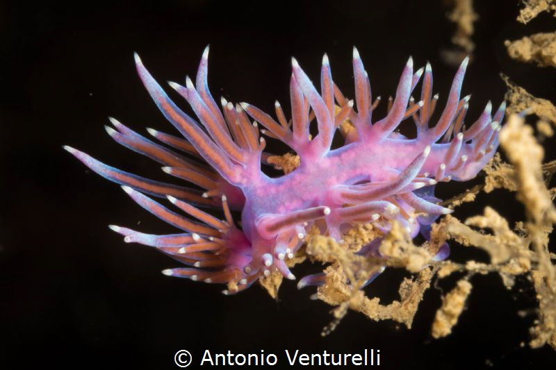 Flabellina affinis nudibranch 
(Canon macro 60 mm,1/200,... by Antonio Venturelli 