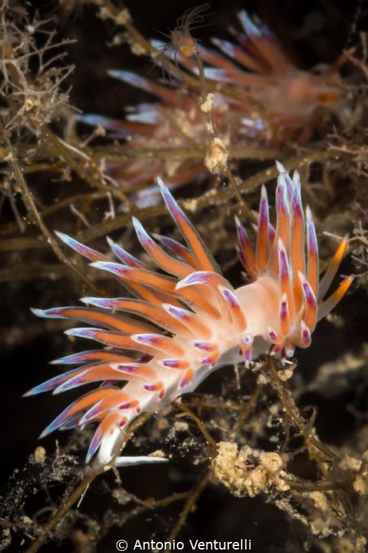 Couple of Hervia nudibranchs_Cratena peregrina
(Canon ma... by Antonio Venturelli 