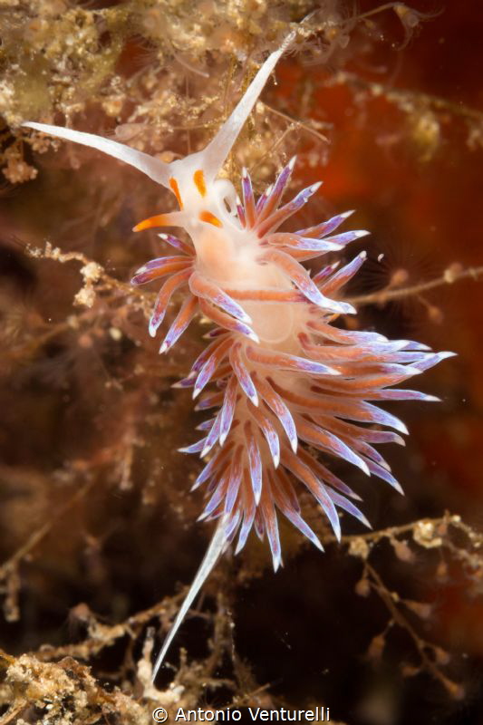 Cratena peregrina nudibranch_La Montagna_Scilla
(Canon m... by Antonio Venturelli 