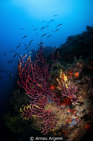 Motion blur of rainbow wrasse swimming over a gorgonian c... by Arnau Argemi 