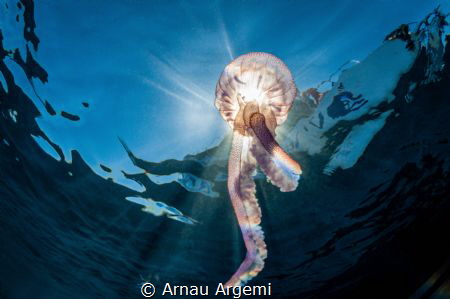 Rainbow tentacles

Pelagia noctiluca swimming on the su... by Arnau Argemi 