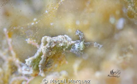 Little sea slug Bokeh 
Nikon D7200 
Sea&Sea YS-D2
Tamr... by Magali Marquez 