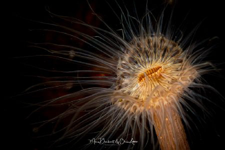 Flower
I love how these anemones elegantly move in the w... by Mona Dienhart 