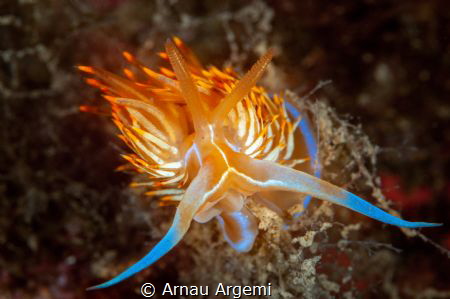 3, 2, 1... cheese!

Dondice banyulensis nudibranch smil... by Arnau Argemi 