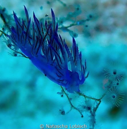 flabulina by Natascha Lobisch 