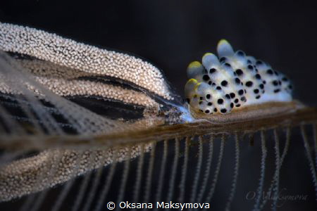 Process of laying eggs of Black-Spotted Doto
 by Oksana Maksymova 
