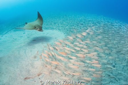 Bullray flying over the schooling fishes, waits for a goo... by Marek Kucharz 