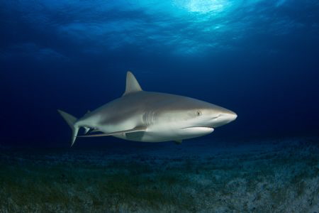 Caribbean Reef Shark cruising over the seabed, in amazing... by Daniel Lamborn 