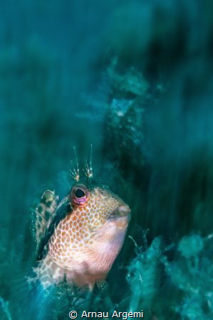 Blenny crawling through the seagrass

Macro motion blur... by Arnau Argemi 