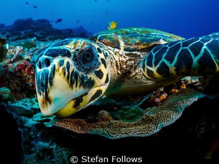 WTF!
Hawksbill Turtle - Eretmochelys imbricata
Bali, In... by Stefan Follows 