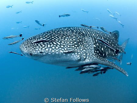 Kind of Blue

Whale Shark - Rhincodon typus

Sail Roc... by Stefan Follows 
