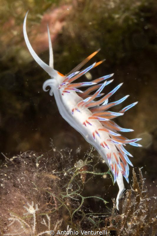 Cratena Peregrina nudibranch 
(Canon macro 60 mm,1/200,f... by Antonio Venturelli 