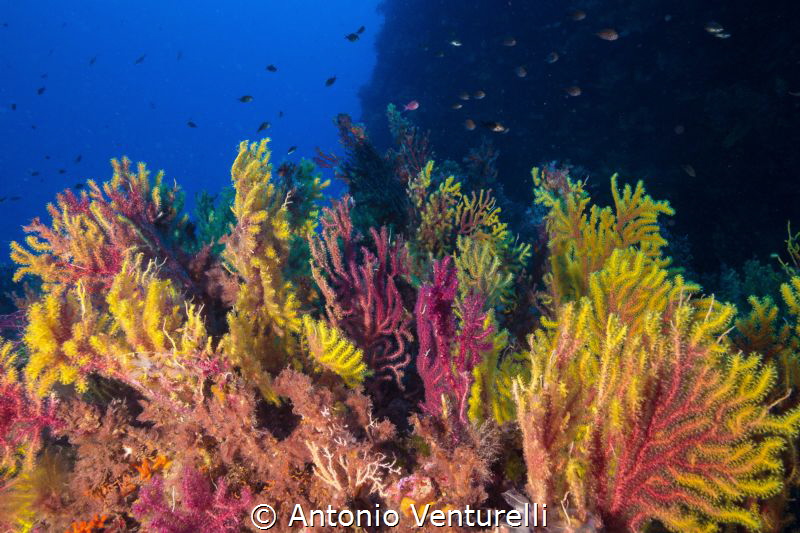Gorgonian soft coral shotted in Scilla-Calabria-Italy
(C... by Antonio Venturelli 